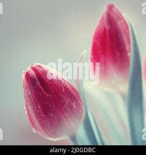 Pink tulips isolated on blur gray background. Stock Photo