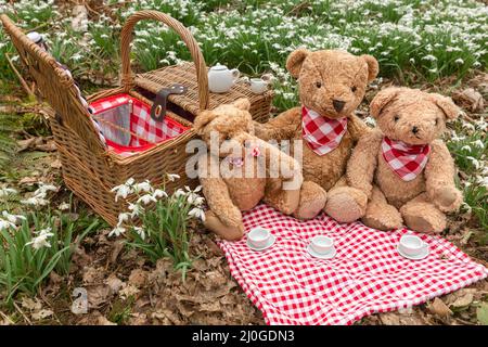 Teddy Bear's picnic in woodland amongst early Spring snowdrops. Three teddy bears having tea on a red and white gingham table cloth with traditional w Stock Photo