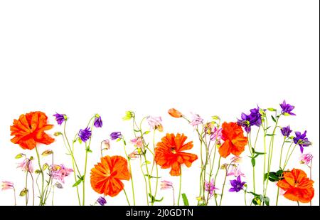 Floral border of aquilegia flowers and red poppies isolated on a white background with a copy space Stock Photo