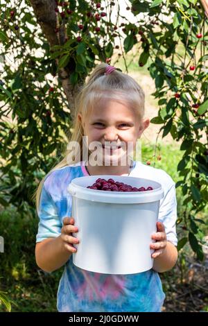 A happy girl smiles and holds a bucket of ripe cherry berries on a sunny summer day in the village Stock Photo