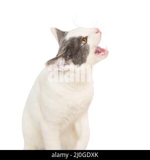 White young angry cat Stock Photo