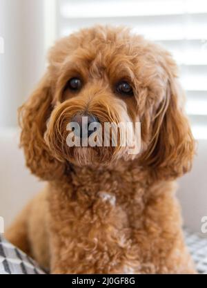 Cavapoo dog, mixed -breed of Cavalier King Charles Spaniel and Poodle. Stock Photo