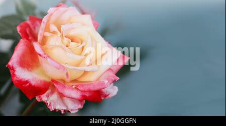 Rosebud with pink petals isolated on gray background. Stock Photo