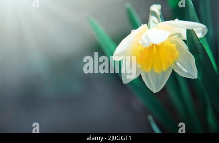 White double daffodil flowers in sunlight. Stock Photo