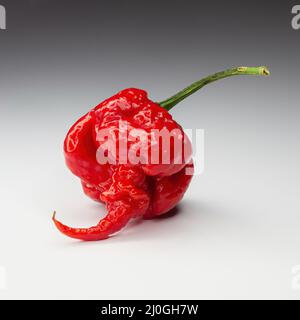 Carolina Reaper, the hottest chile pepper Capsicum chinense, whole ripe pod, isolated on white background. Superhot or extremely Stock Photo