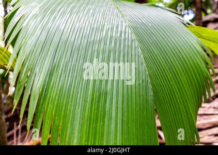 Lantannyen fey (Phoenicophorium borsigianum, latanier palm) palm leaves, endemic Seychelles species, in Vallee de Mai Nature Reserve, Praslin, Seychel Stock Photo