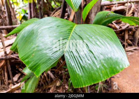 Latannyen lat (Verschaffeltia splendida, Stilt Palm) leaf, endemic Seychelles species, in Vallee de Mai Nature Reserve, Praslin, Seychelles. Stock Photo