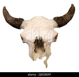Bull Skull isolated on white background. European bison skull, hunting trophy over white background Bison bonasus Stock Photo