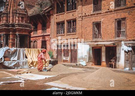 The drying of the rice and wheat in Panauti, Nepal - an old newari village outside the Kathmandu Valley Stock Photo