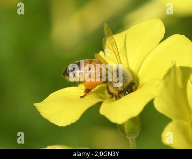 Bee pollinating Oxalis pes-caprae, Buttercup Oxalis, Bermuda Buttercup. Stock Photo