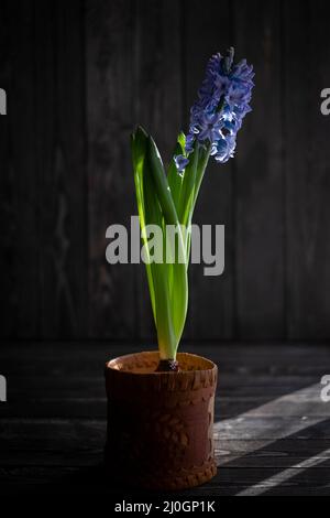 geacinth or hyacinth flower on dark wooden background, symbol of spring Stock Photo