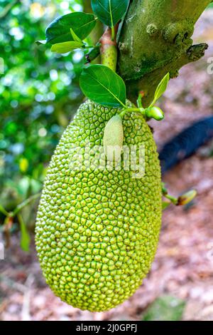 The amazing view of green ripe jackfruit brunch on the tree inside the fruit garden on Hainan Stock Photo