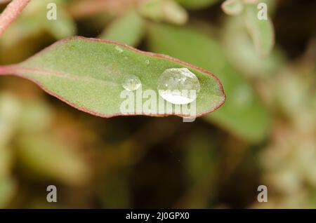 Australian saltbush Atriplex saemibaccata leaf with water drops. Gran Canaria. Canary Islands. Spain. Stock Photo