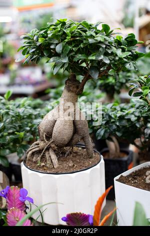 Ficus microcarpa Ginseng bonsai with big root in white pot, ornamental  house plant for growing at home Stock Photo - Alamy