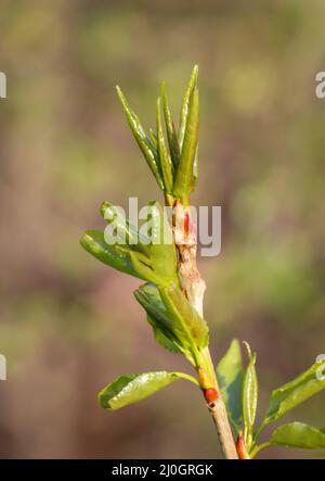 The first young, fresh shoots on the trees in spring come with all the might of nature. Stock Photo