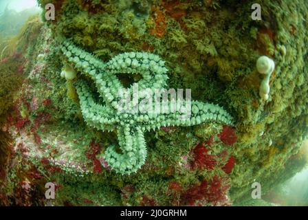 Underwater image of Spiny starfish (Marthasterias glacialis), Pembrokeshire, Wales, UK Stock Photo