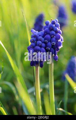 A bokeh with lots of blue grape hyacinths in a meadow. Stock Photo