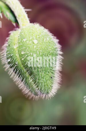 Macro photo of nature bud flower poppy isolated on green background. Stock Photo