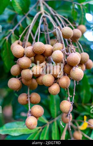 The bunch of dragon's eye or longan on the tree in orchard Stock Photo