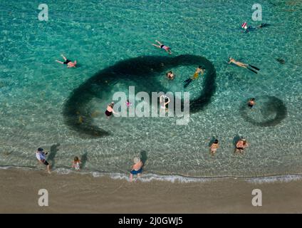 Palm Beach Shores, Florida, USA. 29th June, 2020. A school of bait fish moves around swimmers in what looks like a black shadow in the ocean on Singer Island. (Credit Image: © Greg Lovett/Palm Beach Post via ZUMA Press Wire) Stock Photo