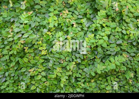 Small Green Leaves Pattern Background Stock Photo