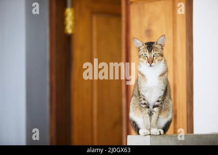 Hungry domestic cat patiently waiting in front of the door of the house and looking at camera. Themes domestic life with pets. Stock Photo