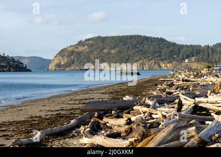 forested hills overlooking calm ocean water and a long beach with piles of bleached driftwood Stock Photo