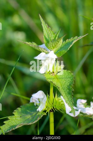 A close-up of a white dead nettle in the meadow. Stock Photo