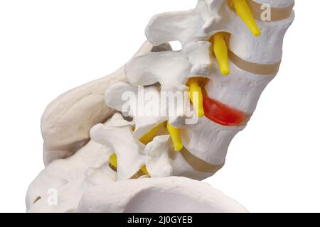 Isolated model of the spine in close-up Stock Photo