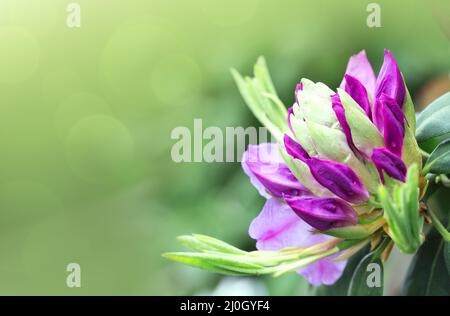 Pink azalea flower isolated on blur background