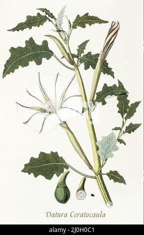 A late 18th century illustration of Datura ceratocaula of the Family Solanaceae, an annual plant that originally came from Mexico. Weed-like in its natural habitat, itis grown in gardens and yards as an ornamental plant. From 'Plantarum rariorum horti caesari schoenbrunnensis', published in 1797, describing plants cultivated in the royal garden at the Palace of Schönbrunn near Vienna. Compiled by Nikolaus Joseph Freiherr von Jacquin (1727-1817), a Dutch scientist who studied medicine, chemistry and botany. Stock Photo