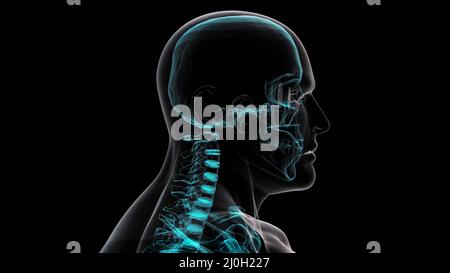 Human xray. 3D render Stock Photo