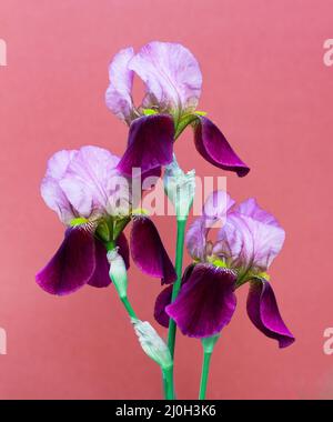 Beautiful purple irises flowers on a dark pink background close up Stock Photo