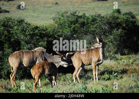A wonderful close up view of mating behavior.  A bull Kudu is sniffing a female's perineal area to determine if she is ready to mate. Stock Photo