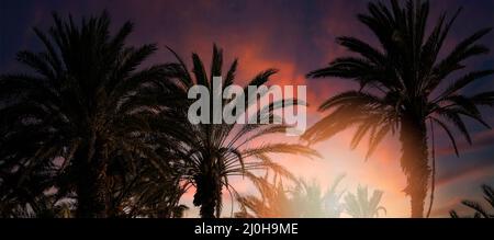 tropical palm trees on sunset sky background. banner Stock Photo