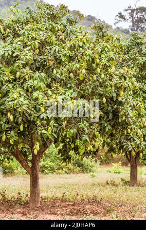 Mango tree with green mangoes hanging on tree with leaf background in summer fruit garden orchard Stock Photo