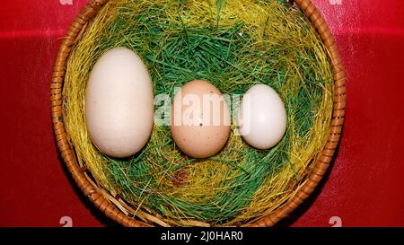 Three chicken eggs in paner Stock Photo