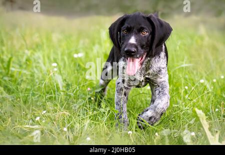 German pointing-dog puppy Stock Photo