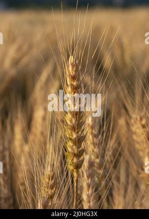 Barley field (Hordeum vulgare) in the summer. Golden spikes of barley  during the sunrise. Stock Photo