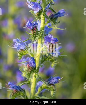Purple viper's-bugloss (Echium plantagineum) flowering in the summer. Blooming Paterson's curse plant. Stock Photo