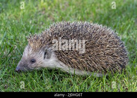 The European hedgehog (Erinaceus europaeus), also known as the West European hedgehog or common hedgehog on the green grass in t Stock Photo