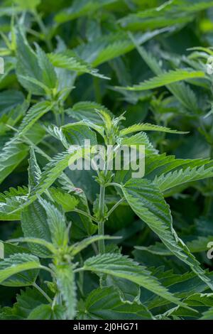 Stinging nettles (Urtica dioica) in the garden. The plant is also known as common nettle or stinger. Stock Photo