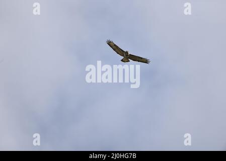 Common Buzzard (Buteo buteo) Flying Angled Towards Camera with Wings Spread and Looking Ahead, with Legs Slightly Down, Taken in Wales, UK in March Stock Photo