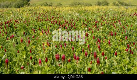 Agricultural field of flowering crimson clover (Trifolium incarnatum) in the springtime. Stock Photo
