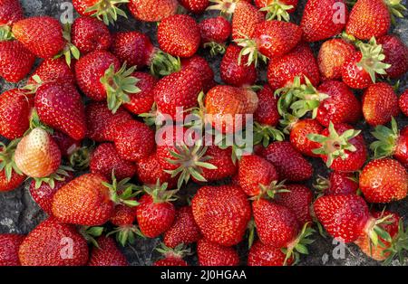 Freshly picked red ripe strawberries. Background. Close up. Top view. Stock Photo