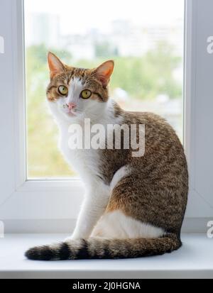 Kitty on a window. Beautiful cat sitting on windowsill and looking back Stock Photo