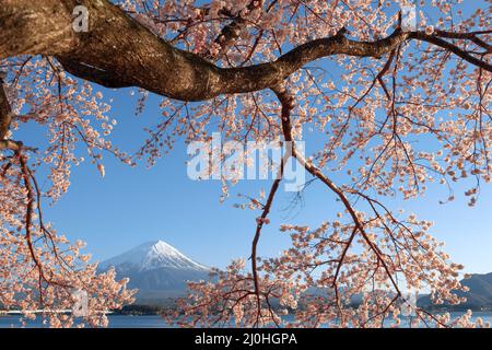 Mt. Fuji as scene from Kawaguchi Lake, Japan in spring season with cherry blossoms. Stock Photo