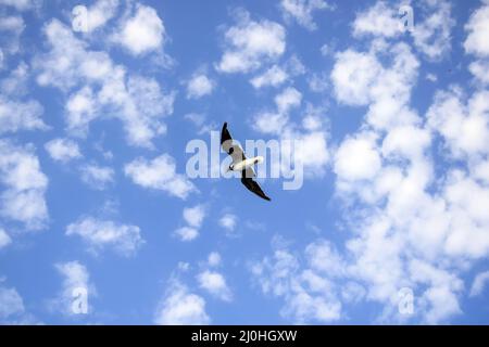 Large white seagull flies in blue sky with clouds, freedom in wild.  View from below. Copy space. Selective focus. Stock Photo