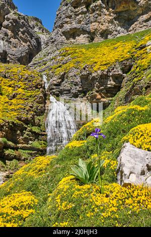 The Cola de Caballo waterfall in the Ordesa Valley with flowering yellow gorse Stock Photo