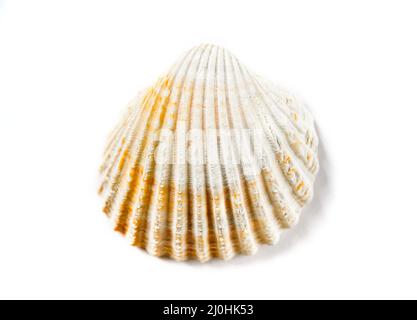 Sea shell on white background Stock Photo